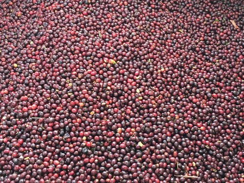 Coffee Processing Methods: Concepts and Terms