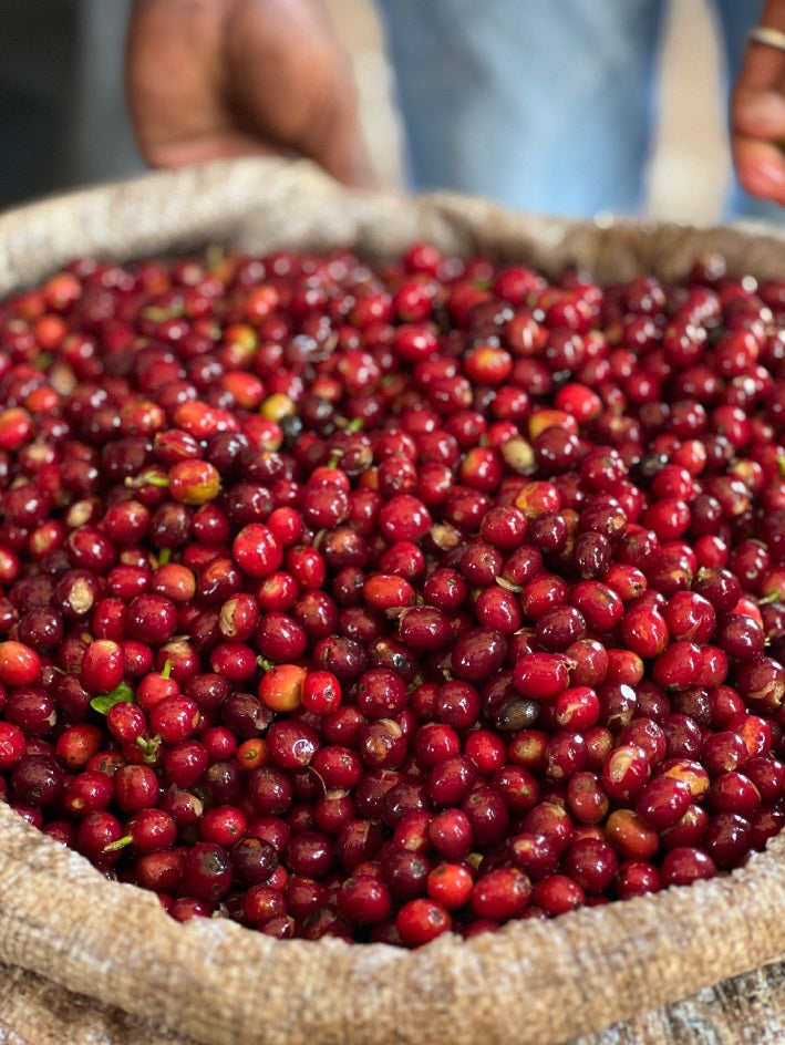 Ripe coffee cherries at Nensebo washing station. Photo courtesy of Hacea Coffee.