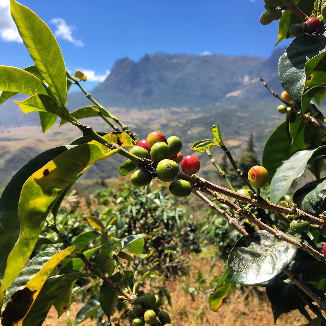 Organic/Fair Trade Peru Cafe Femenino