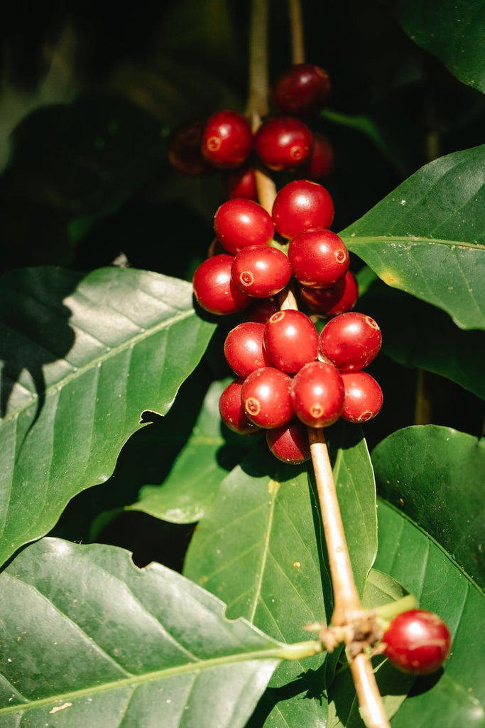 Ask Aunt Bean: What Makes Coffee Organic?