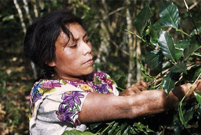 Profiles in Coffee: Central America
