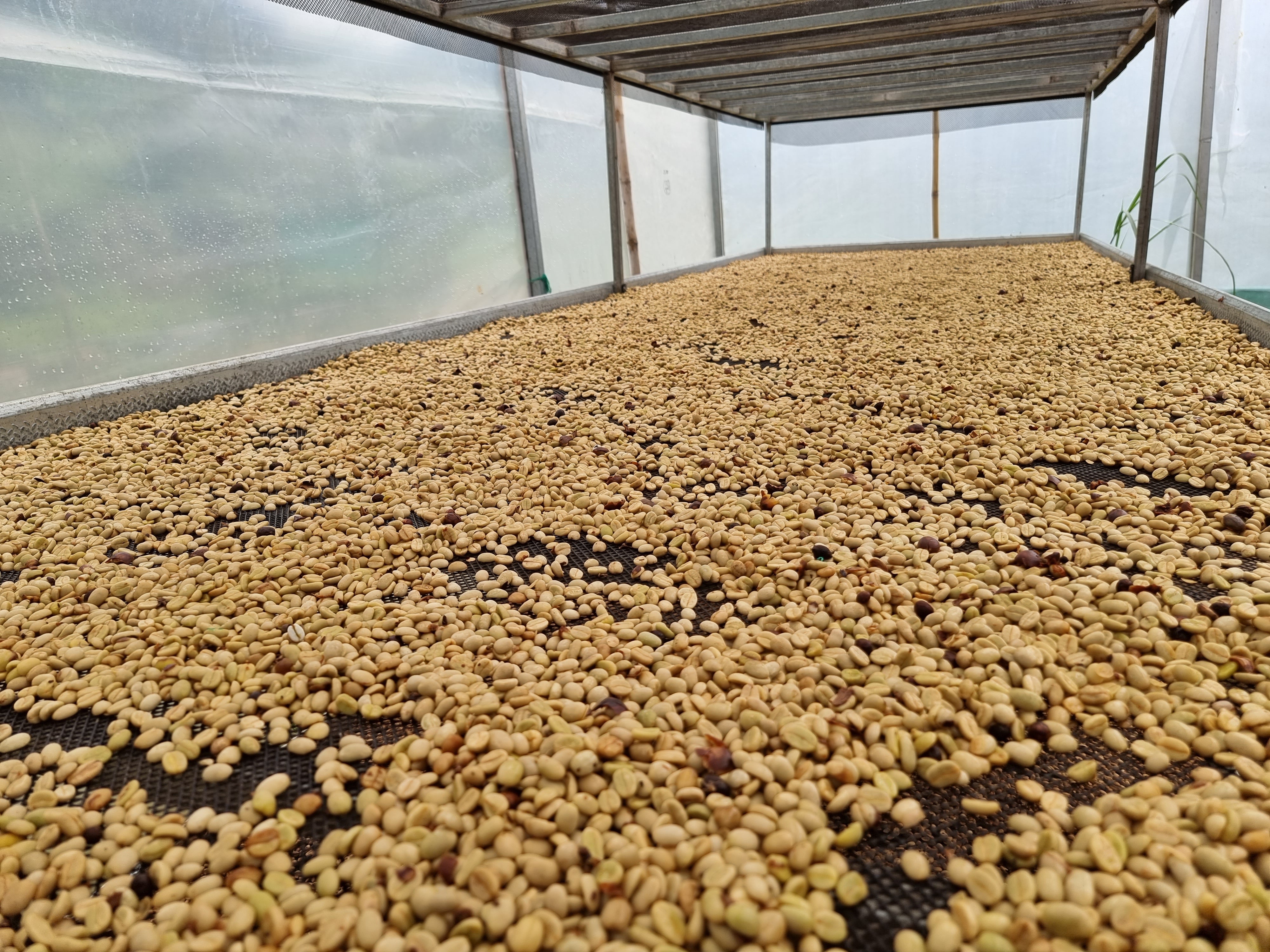 Peru Cutervo Microlot Elver Maluquis