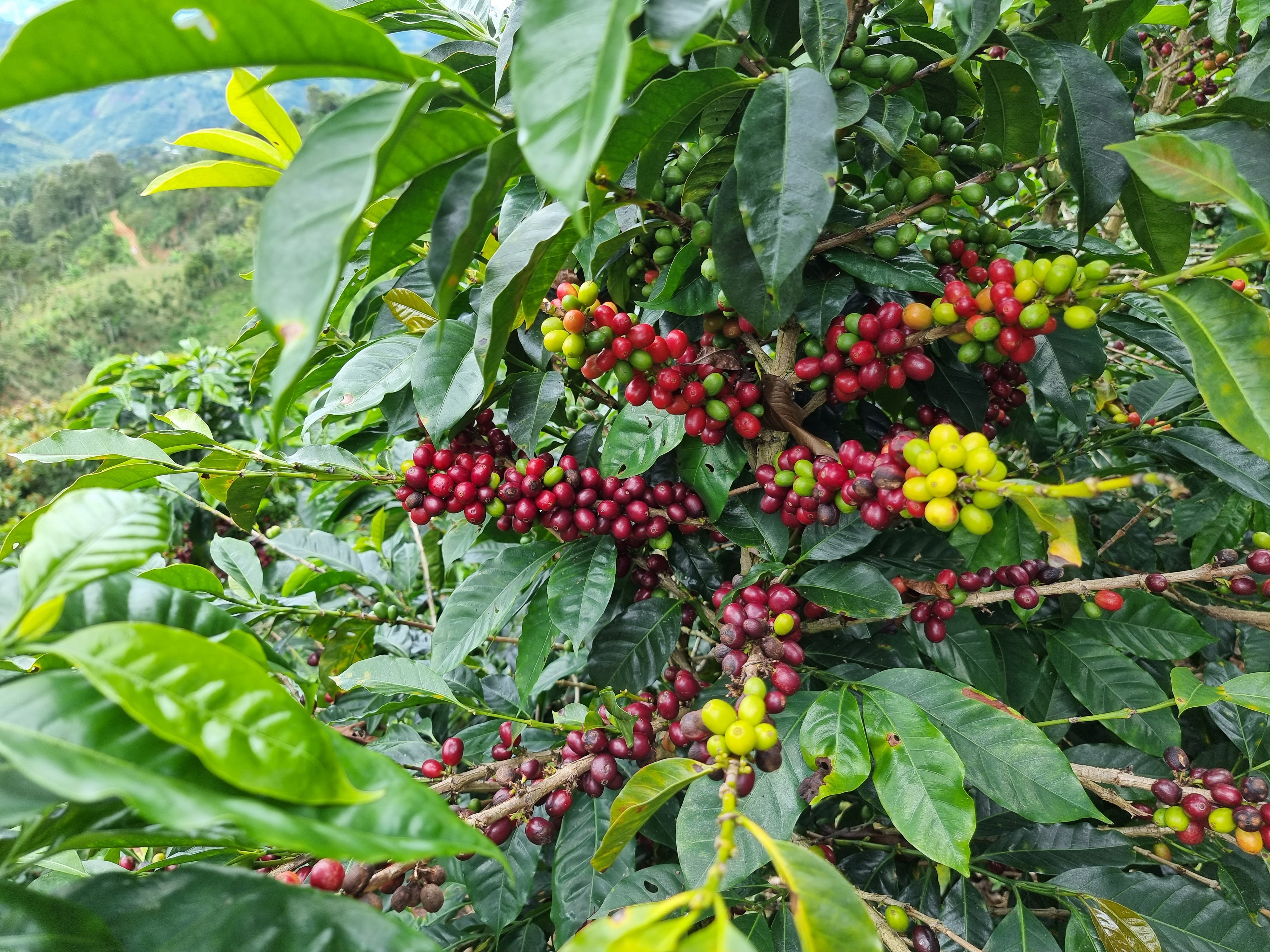 Peru Cutervo Microlot Elver Maluquis