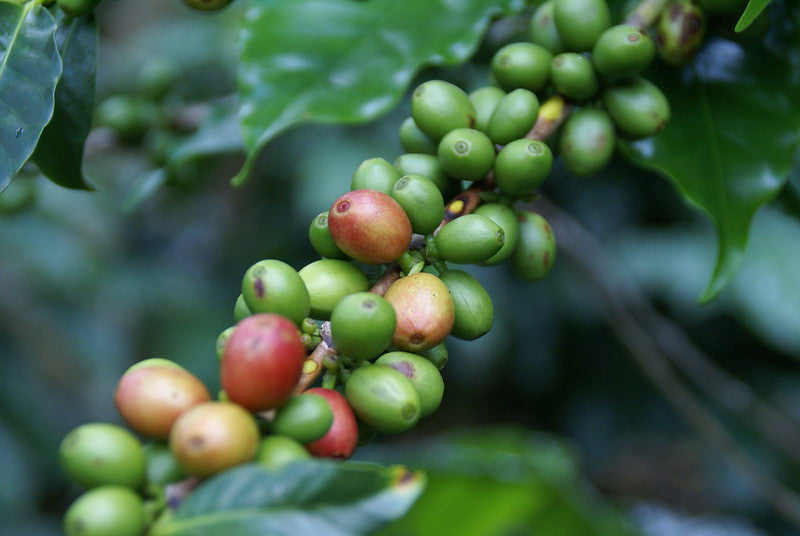 Close-up of green and red coffee berries on a branch with leaves. Photograph by Javier Mármol